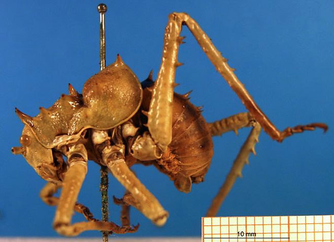 Hemihetrodes bachmanni
