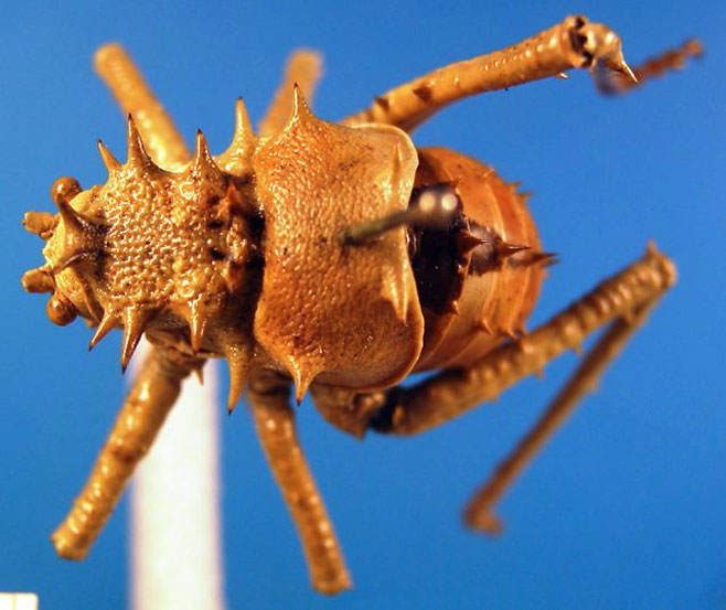 Hemihetrodes bachmanni