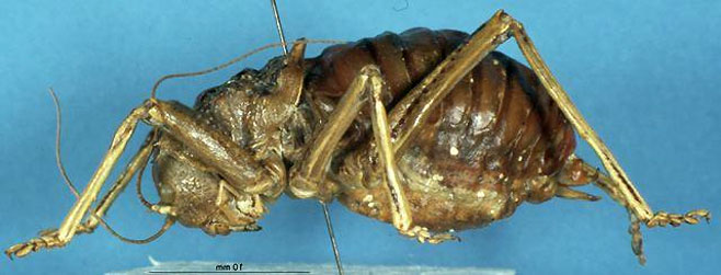 Acanthoproctus cervinus 