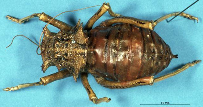 Acanthoproctus cervinus 