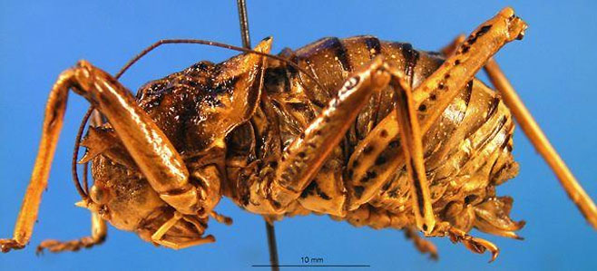 Acanthoproctus cervinus 