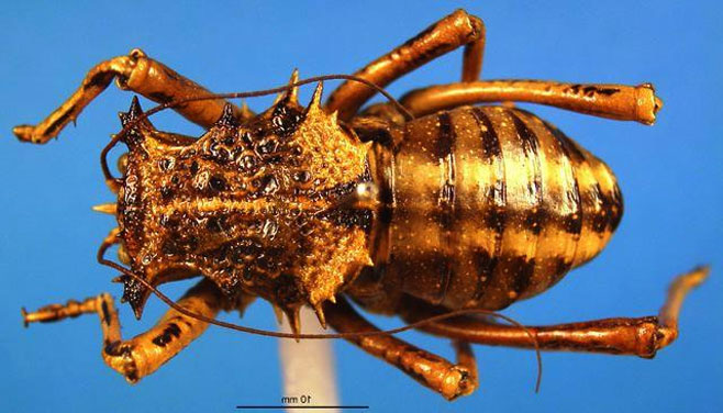 Acanthoproctus cervinus 