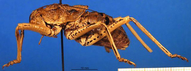 Acanthoproctus cervinus 
