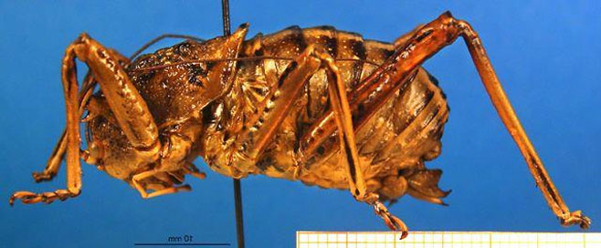 Acanthoproctus cervinus 