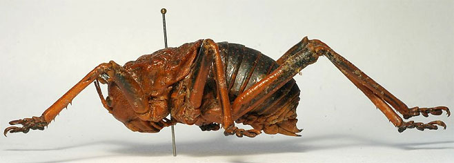 Acanthoproctus diadematus 