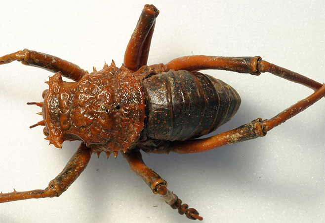 Acanthoproctus diadematus 