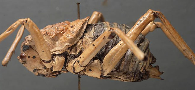 Acanthoproctus diadematus 
