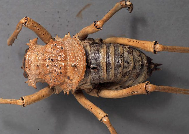 Acanthoproctus diadematus 