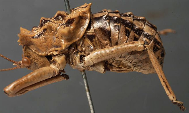 Acanthoproctus vittatus