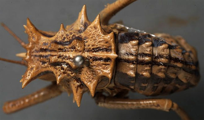 Acanthoproctus vittatus