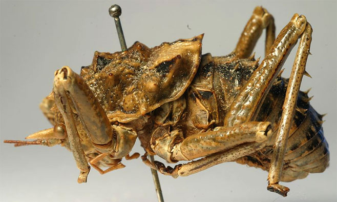 Acanthoproctus vittatus