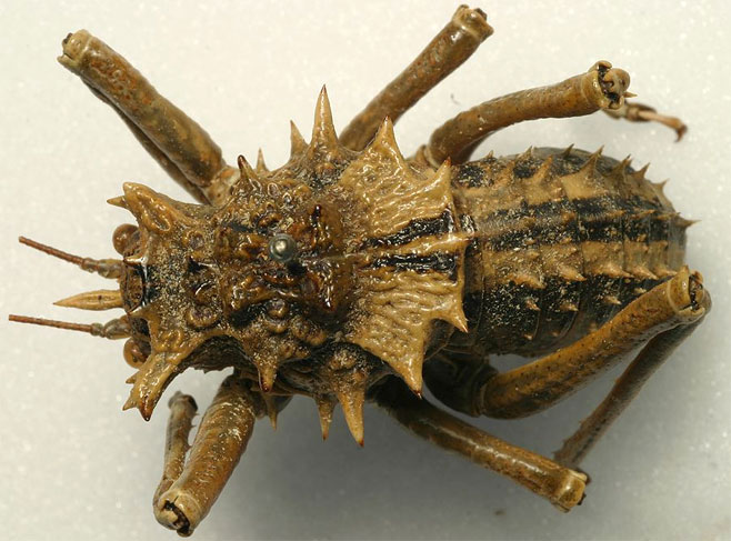 Acanthoproctus vittatus