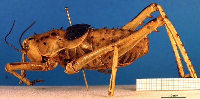 Hetrodes pupus