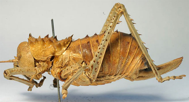 Hetrodes pupus