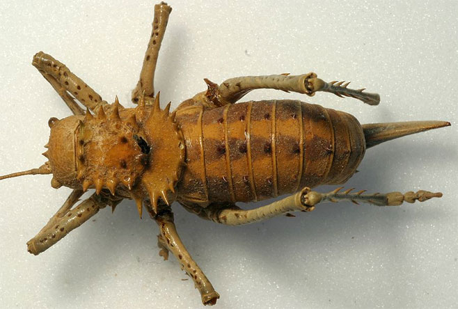 Hetrodes pupus