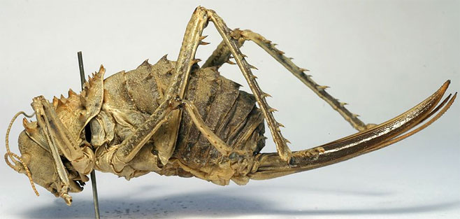 Hetrodes pupus