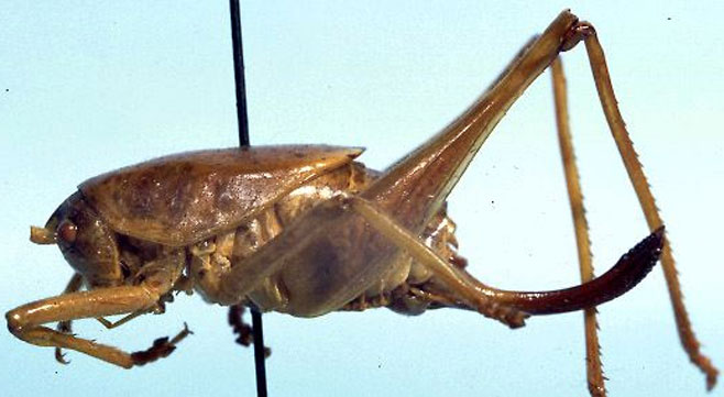 Acilacris incisus