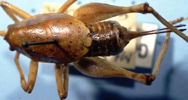 Acilacris incisus