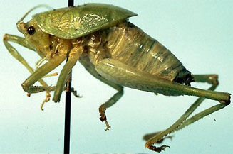 Acilacris kristinae