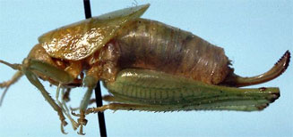 Acilacris kristinae