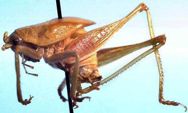 Acilacris obovatus