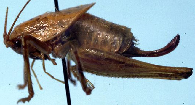 Acilacris obovatus