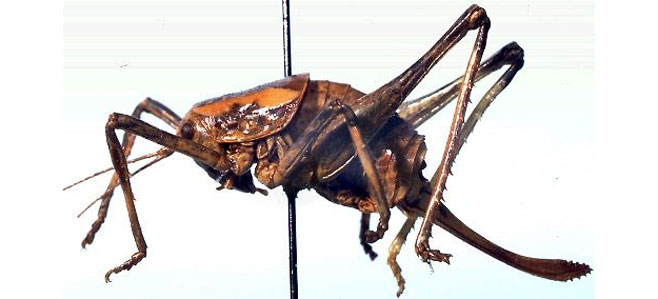 Africariola longicauda
