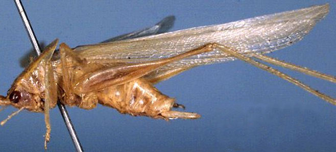 Amyttacta rhodesica