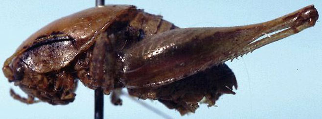 Aroegas fuscus
