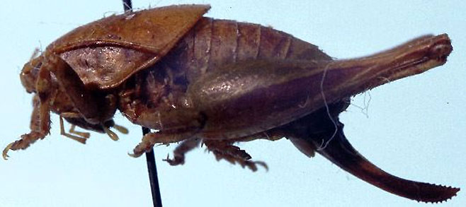 Aroegas fuscus