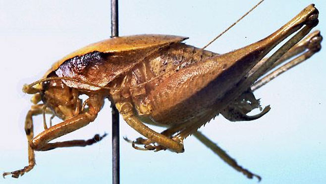 Aroegas rentzi