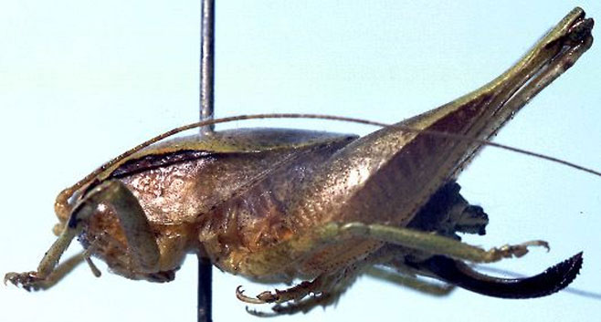 Aroegas rentzi