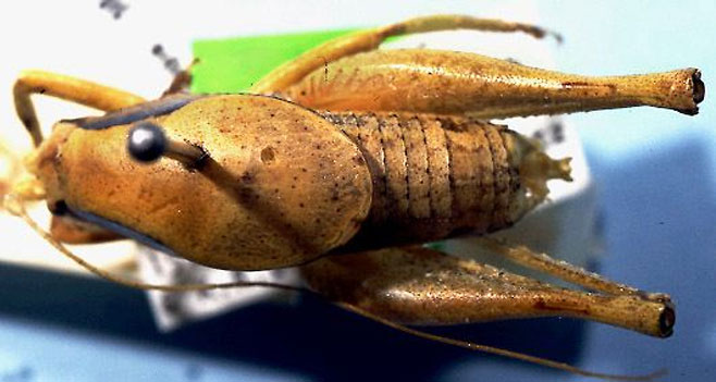 Aroegas rentzi