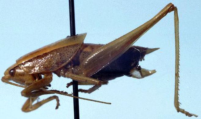 Paracilacris lateralis