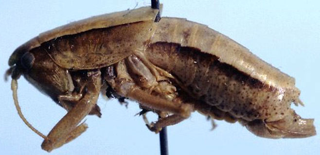 Paracilacris lateralis