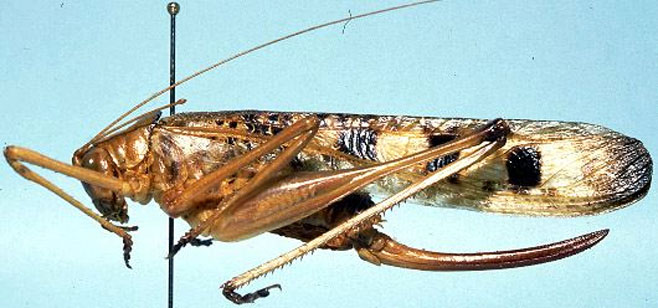 Aprosphylus hybridus