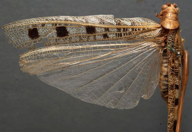 Aprosphylus hybridus