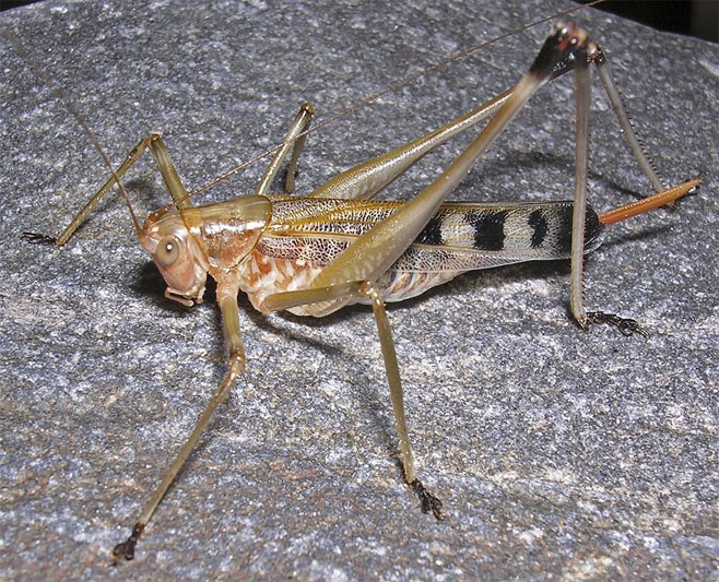 Aprosphylus olszanowskii