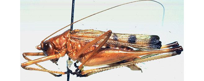 Aprosphylus olszanowskii