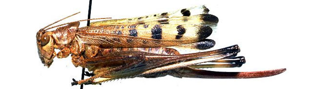 Aprosphylus olszanowskii