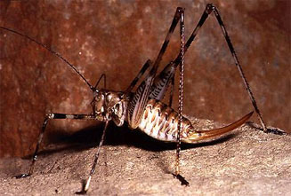 Cedarbergeniana imperfecta