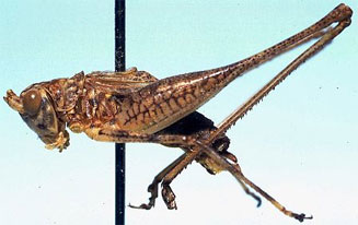 Griffiniana capensis