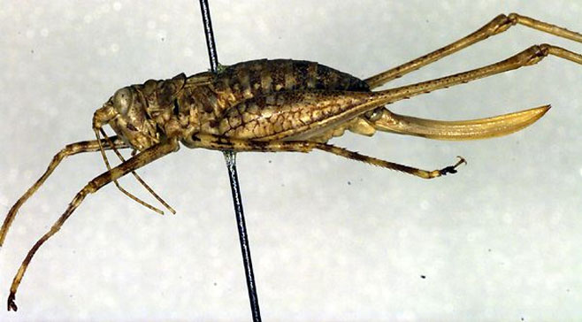 Griffiniana pedestris