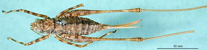 Griffiniana pedestris