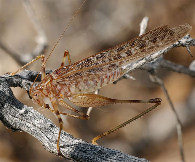 Pseudosaga maculata