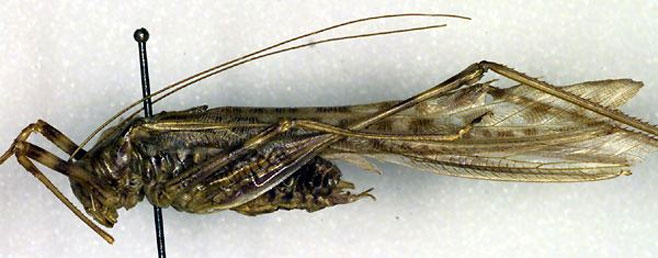 Pseudosaga maculata