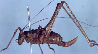 Zitsikama tessellata