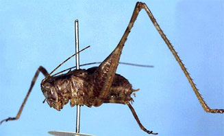 Zitsikama tessellata