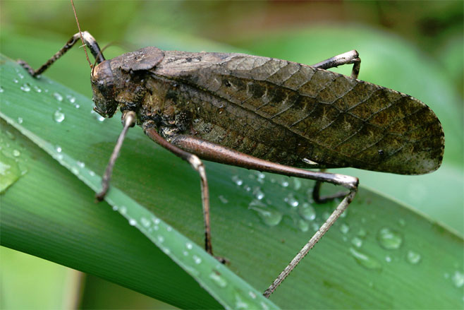 Anoedopoda lamellata