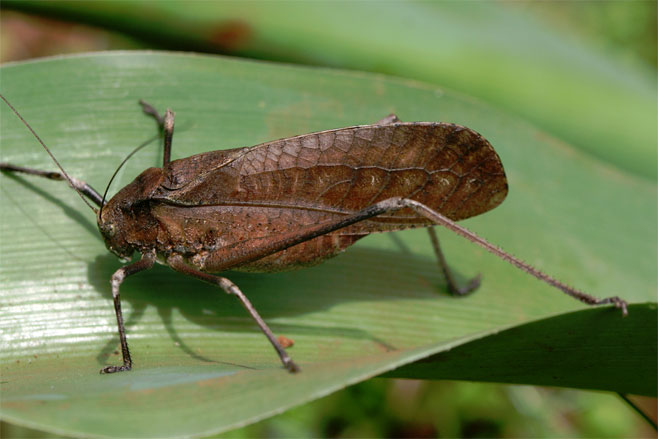 Anoedopoda lamellata
